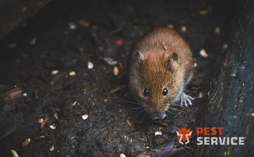 Дератизация в Зиме